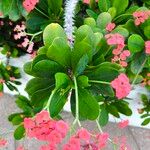 Euphorbia milii Blomst