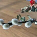 Salix discolor Corteza