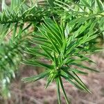 Cunninghamia lanceolata Лист