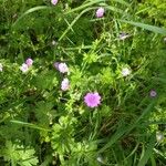Geranium pyrenaicumFlors