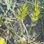 Bromus hordeaceusBloem