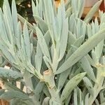 Senecio serpens Blad