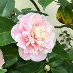 Camellia japonica Λουλούδι