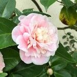 Camellia japonica Flor