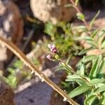 Stevia chamaedrys Flower