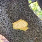 Nectandra angustifolia Bark