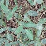 Kennedia coccinea Leaf