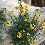 Erysimum × cheiri Floare