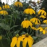 Rudbeckia nitida Квітка