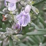 Rosmarinus officinalis Fleur
