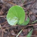 Dichondra carolinensis Leaf