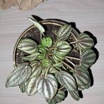 Peperomia albovittata Ліст