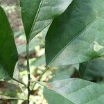 Cavacoa quintasii Blatt
