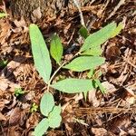 Helianthus hirsutus Fuelha