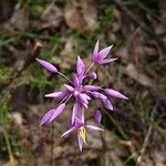 Sowerbaea laxiflora Flor