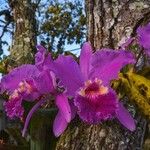Cattleya lueddemanniana Flor