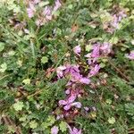 Erodium cicutariumFlower