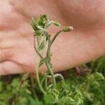 Epilobium stereophyllum Flower