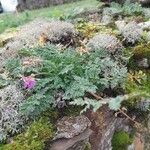 Erodium acaule Hábito