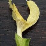 Salvia glutinosa Flower