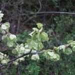 Ulmus rubra Habit