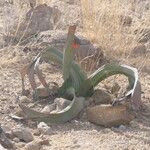 Welwitschia mirabilis Blatt