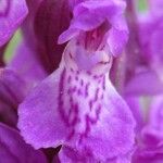 Dactylorhiza majalis Fula