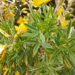 Adenocarpus hispanicus ᱥᱟᱠᱟᱢ