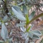 Anthyllis lagascana Yaprak