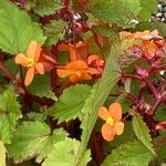 Begonia sutherlandii Flower