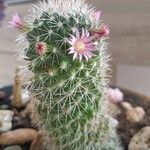 Mammillaria zeilmanniana Flower