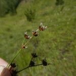 Juncus alpinoarticulatus Flor
