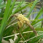 Carex acutiformis Lorea