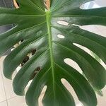 Monstera deliciosa Fuelha