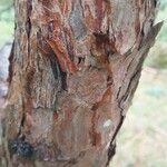 Pinus banksiana Bark