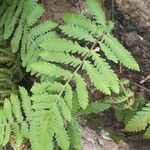 Arthropteris orientalis Leaf