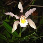 Cattleya forbesii പുഷ്പം