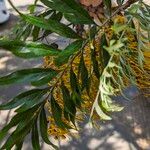 Grevillea robusta Outro