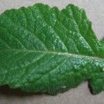 Sinapis arvensis Likasa