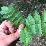 Sorbus aucupariaFrunză