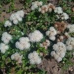 Ageratum houstonianumFlor