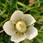 Parnassia palustris Kukka