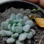 Echeveria minima List