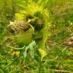 Cirsium oleraceumBlüte