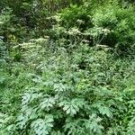 Heracleum sphondylium Habitus