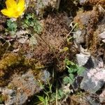 Ranunculus paludosus Лист