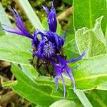 Centaurea montana Λουλούδι