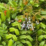 Berberis japonica Leaf