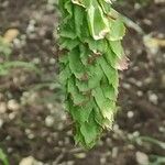 Carpinus cordata Fruto
