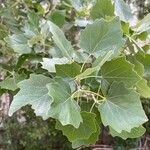 Populus × canescens Ліст